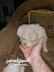  16 انثى فرنش تيرير عمر شهرين   puppy 2-months female - French Terrier