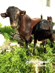  5 ثلاث عنزات وتيس شاميات نخب اول الثلاث والتيس كلهم ريشت الحبه وحده سوده وثنتين دباسي
