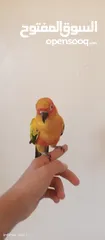  1 صن كنيور +كوكتيل