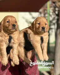  14 جراء سامويد .جولدن .انجلش