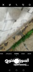  5 مضخة غسيل كارشر الماني 250 بار HD10/25
