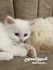  5 قطط صغيرة للبيع