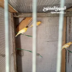  4 كنار للبيع