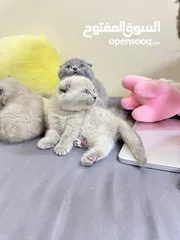  3 four kittens