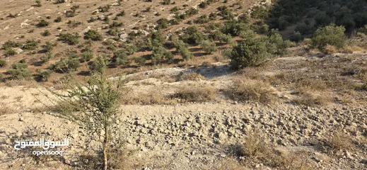  16 ارض زراعيه للبيع بني كنانه