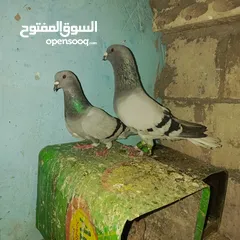  6 حمام زق لناس الغانمه