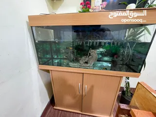  5 fish aquarium with dolphin filter