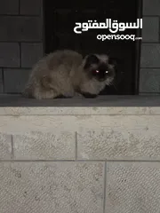  1 قطه هملايا