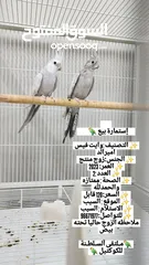  1 كوكتيل للبيع