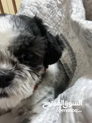  6 متوفرة للبيع شيتوز انثى