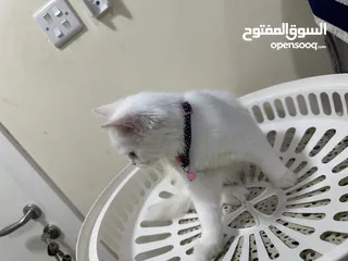  6 قط صغير سكوتش ذكر