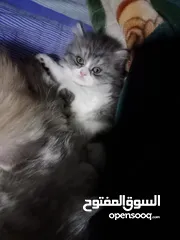  4 قطه اسكوتس انثي