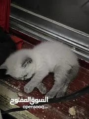  9 Adorable British Shorthair Kittens Looking for Their Forever Homes – Ready to Join Your Family