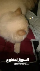  4 قط للتبني ذكر