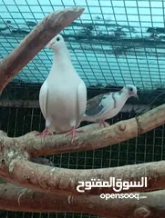  1 للبيع حمام صنعاوي +قنطر