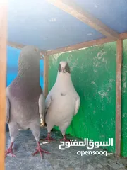  14 3 جواز بسعر طري كثير كوم