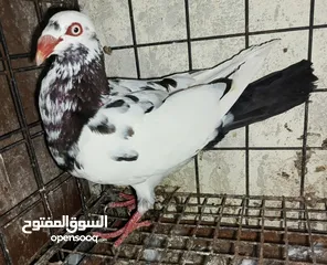  30 حمام نخب الماني جواز وفردات