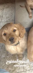  2 كلاب جولدن ريتريفر عمر 80 يوم مستوى عالي اهالي مستوردة Golden Retriever Puppies