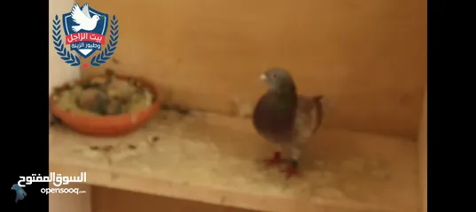  1 يوجد عندنا زغاليل حجم جيد انواع اجود