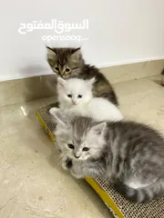  3 Cute kitten