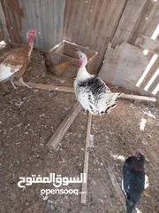  2 فروج ديك رومي للبيع