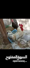  2 دجاج عرب بياض بصحة جيدة