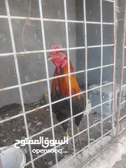  7 الدجاج هندي