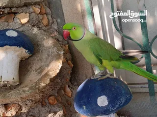  1 فحل دره اليف ومطوق ذكر بداية كلام لعبه  عجلون