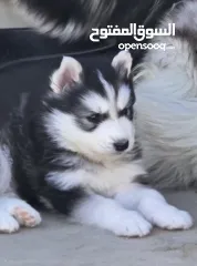  3 جراو مالموت الاسكا