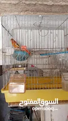  8 جوز كنار جوكر