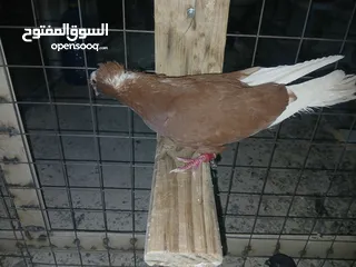  15 كوم كامل للبيع  دينارين ونص الحبه زق وكش الفحول كلها كش