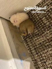  16 hamster هامستر للبيع عدد 7