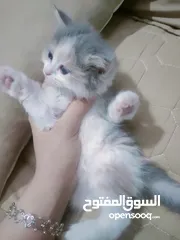  13 قطط صغيرة للبيع بسعر رمزي عمر 43 يوم لاي استفسار التواصل على الواتساب على الرقم
