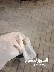  1 جص بناء اطيه مجانا لوجه