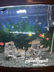  6 حوض سمك زينه كبير جاهز مع الاسماك