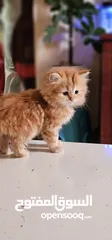  1 Persian Kittens  