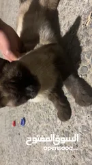  2 قطه سكوتش