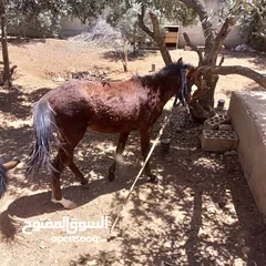  13 فرس مع مهر للبيع