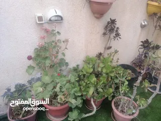  1 كوارات زرع بسعر مغري