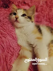  1 قطه انثى  هامالايا العمر شهرين