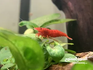  1 Red cherry shrimp