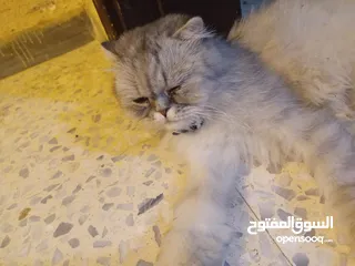  3 قطه هملايا انثى