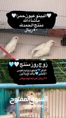  1 للبيع روز أزواج البينو ، بالد ، فايلوت وايت فيس