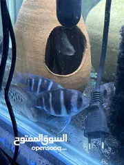  19 سمك زينه مفترس