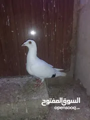  4 ثلث طواير للبيع