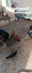  13 دجاج للبيع