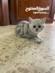 1 بريتش سلفر بيوووور