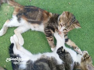  2 قطط أناثي للبيع