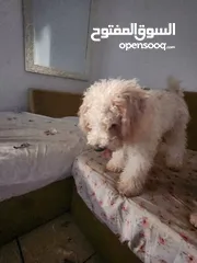  4 بيور بودل للبيع  pure poodle for sale