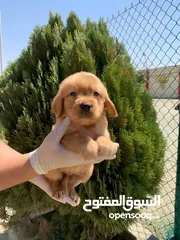  8 المـــــــــاسترد الذهبي ..جولدن ريتريفر